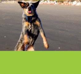 A dog is jumping in the air on the beach