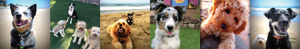 dog training photos in santa cruz california